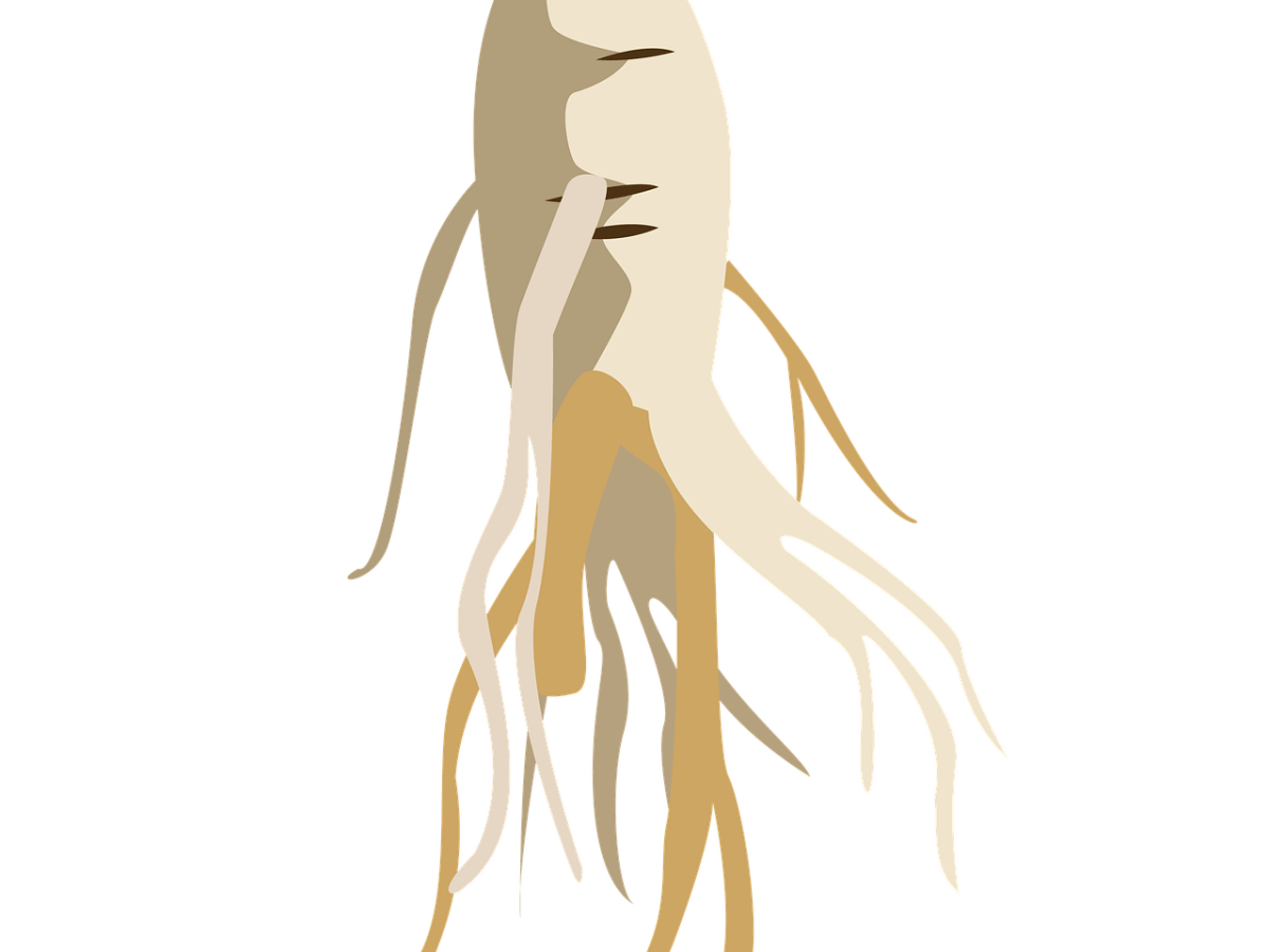 Ginseng